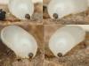 Phronia conformis